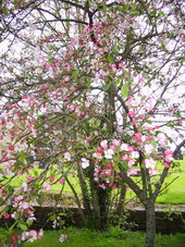 PENTAX Image